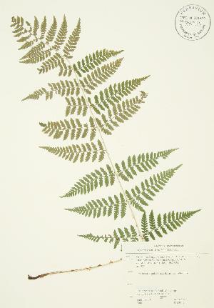  ( - JAG 0142)  @11 [ ] Copyright (2009) Steven Newmaster University of Guelph BIO Herbarium