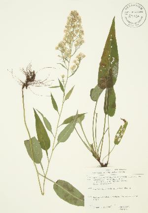  (Symphyotrichum urophyllum - JAG 0144)  @11 [ ] Copyright (2009) Steven Newmaster University of Guelph BIO Herbarium