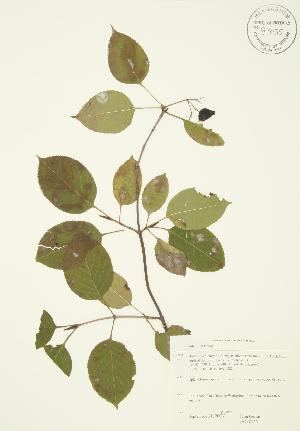  ( - JAG 0146)  @11 [ ] Copyright (2009) Steven Newmaster University of Guelph BIO Herbarium