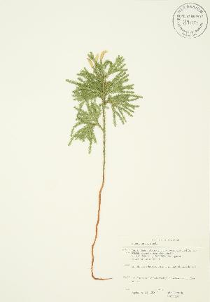  ( - JAG 0169)  @11 [ ] Copyright (2009) Steven Newmaster University of Guelph BIO Herbarium
