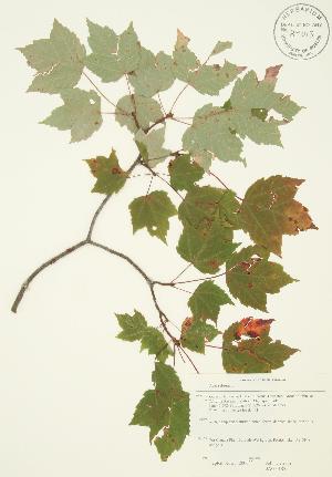  ( - JAG 0185)  @11 [ ] Copyright (2009) Steven Newmaster University of Guelph BIO Herbarium