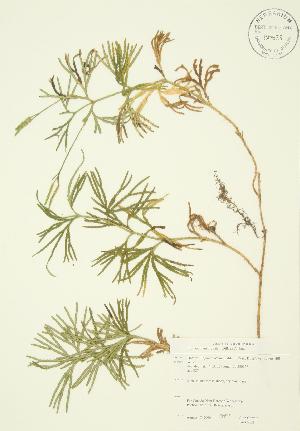  (Lycopodium digitatum - JAG 0032)  @11 [ ] Copyright (2009) Steven Newmaster University of Guelph BIO Herbarium