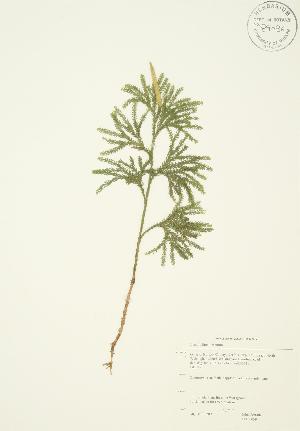  ( - JAG 0059)  @11 [ ] Copyright (2009) Steven Newmaster University of Guelph BIO Herbarium