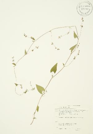  (Polygonum convolvulus - JAG 0086)  @11 [ ] Copyright (2009) Steven Newmaster University of Guelph BIO Herbarium