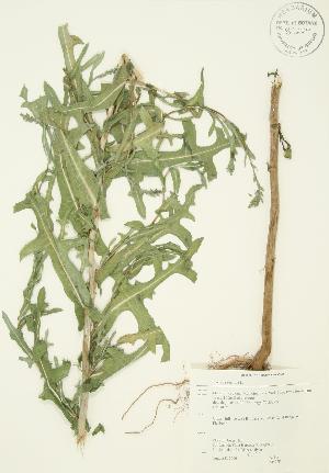  ( - AP278)  @11 [ ] Copyright (2009) Steven Newmaster University of Guelph BIO Herbarium