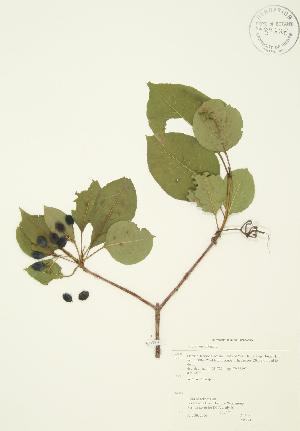  (Viburnum lentago - AP271)  @11 [ ] Copyright (2009) Steven Newmaster University of Guelph BIO Herbarium