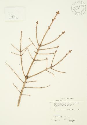  ( - JAG 0161)  @11 [ ] Copyright (2009) Steven Newmaster University of Guelph BIO Herbarium