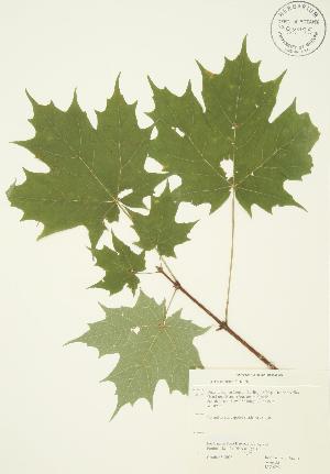  ( - JAG 0251)  @11 [ ] Copyright (2009) Steven Newmaster University of Guelph BIO Herbarium