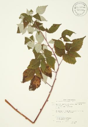  (Rubus idaeus subsp. strigosus - JAG 0262)  @11 [ ] Copyright (2009) Steven Newmaster University of Guelph BIO Herbarium