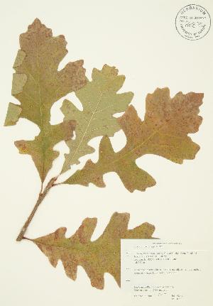  ( - JAG 0266)  @11 [ ] Copyright (2009) Steven Newmaster University of Guelph BIO Herbarium