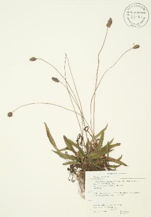  ( - JAG 0270)  @11 [ ] Copyright (2009) Steven Newmaster University of Guelph BIO Herbarium
