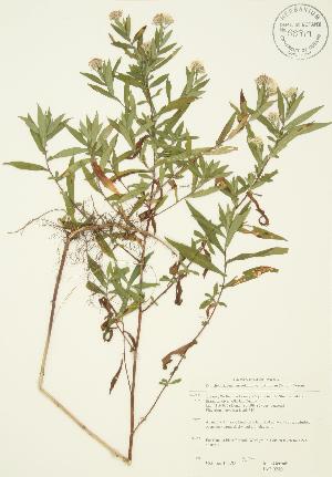  (Symphyotrichum lanceolatum var. latifolium - JAG 0280)  @11 [ ] Copyright (2009) Steven Newmaster University of Guelph BIO Herbarium