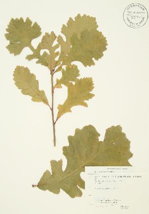  ( - JAG 0326)  @11 [ ] Copyright (2009) Steven Newmaster University of Guelph BIO Herbarium