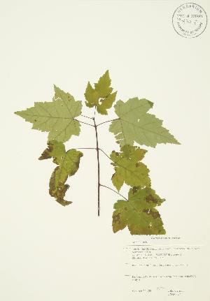  ( - JAG 0327)  @11 [ ] Copyright (2009) Steven Newmaster University of Guelph BIO Herbarium