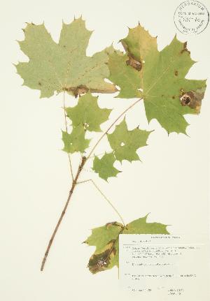  ( - JAG 0346)  @11 [ ] Copyright (2009) Steven Newmaster University of Guelph BIO Herbarium