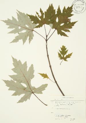  ( - JAG 0324)  @11 [ ] Copyright (2009) Steven Newmaster University of Guelph BIO Herbarium