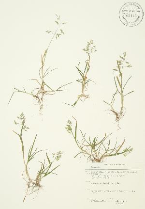  ( - JAG 0361)  @11 [ ] Copyright (2009) Steven Newmaster University of Guelph BIO Herbarium