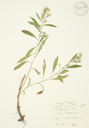  (Symphyotrichum pilosum var. pilosum - JAG 0364)  @11 [ ] Copyright (2009) Steven Newmaster University of Guelph BIO Herbarium