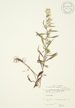  (Symphyotrichum pilosum var. pilosum - JAG 0379)  @11 [ ] Copyright (2009) Steven Newmaster University of Guelph BIO Herbarium