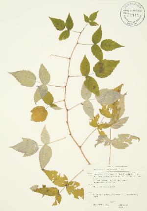  (Rubus idaeus subsp. strigosus - JAG 0384)  @11 [ ] Copyright (2009) Steven Newmaster University of Guelph BIO Herbarium