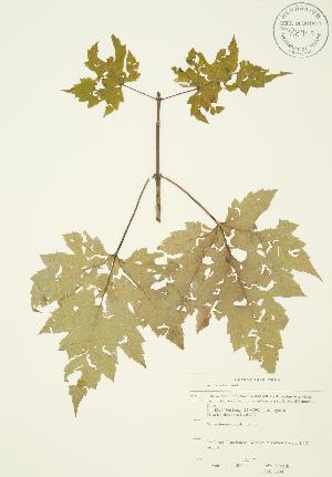  ( - JAG 0394)  @11 [ ] Copyright (2009) Steven Newmaster University of Guelph BIO Herbarium