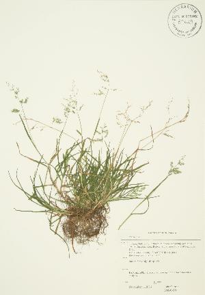  ( - JAG 0410)  @11 [ ] Copyright (2009) Steven Newmaster University of Guelph BIO Herbarium