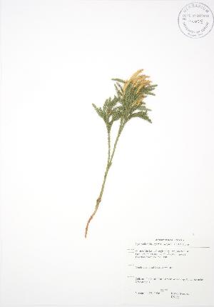  ( - RS155)  @11 [ ] Copyright (2009) Steven Newmaster University of Guelph BIO Herbarium