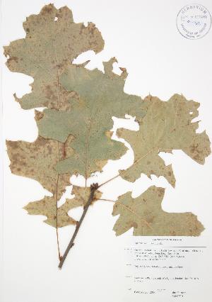  ( - JAG 0350)  @11 [ ] Copyright (2009) Steven Newmaster University of Guelph BIO Herbarium