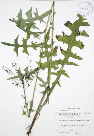  ( - JAG 0158)  @11 [ ] Copyright (2009) Steven Newmaster University of Guelph BIO Herbarium