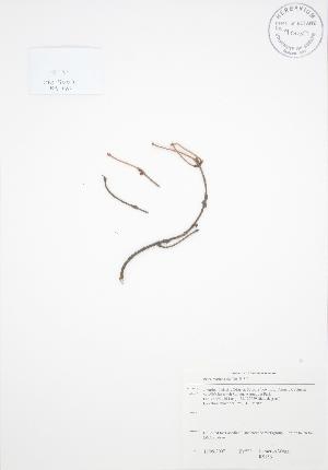  ( - RS186)  @11 [ ] Copyright (2009) Steven Newmaster University of Guelph BIO Herbarium