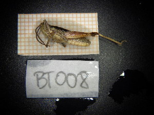  ( - BT008)  @11 [ ] CreativeCommons - Attribution Share-Alike (2024) Unspecified University of Lodz, Department of Invertebrate Zoology and Hydrobiology