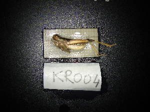  ( - KR004)  @11 [ ] CreativeCommons - Attribution Share-Alike (2024) Unspecified University of Lodz, Department of Invertebrate Zoology and Hydrobiology