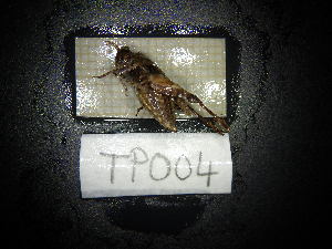  ( - TP004z)  @11 [ ] CreativeCommons - Attribution Share-Alike (2024) Unspecified University of Lodz, Department of Invertebrate Zoology and Hydrobiology