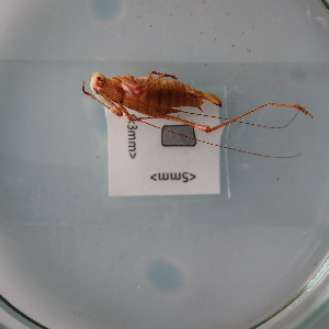  ( - ORTPL1005)  @11 [ ] CreativeCommons Attribution (2024) Dept Invertebrate Zoology and Hydrobiology, University of Lodz University of Lodz