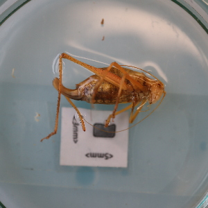  ( - ORTPL1128)  @11 [ ] CreativeCommons Attribution (2024) Dept Invertebrate Zoology and Hydrobiology, University of Lodz University of Lodz
