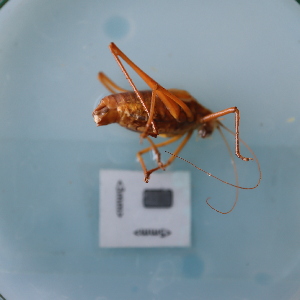  (Isophya stysi - ORTPL1137)  @11 [ ] CreativeCommons Attribution (2024) Dept Invertebrate Zoology and Hydrobiology, University of Lodz University of Lodz