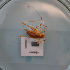  ( - ORTPL1139)  @11 [ ] CreativeCommons Attribution (2024) Dept Invertebrate Zoology and Hydrobiology, University of Lodz University of Lodz
