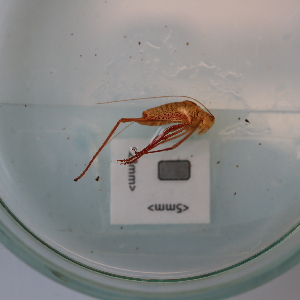  ( - ORTPL1154)  @11 [ ] CreativeCommons Attribution (2024) Dept Invertebrate Zoology and Hydrobiology, University of Lodz University of Lodz