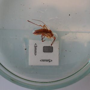  ( - ORTPL1190)  @11 [ ] CreativeCommons Attribution (2024) Dept Invertebrate Zoology and Hydrobiology, University of Lodz University of Lodz