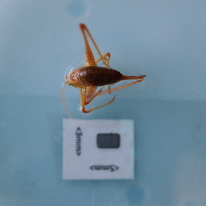  ( - ORTPL1231)  @11 [ ] CreativeCommons Attribution (2024) Dept Invertebrate Zoology and Hydrobiology, University of Lodz University of Lodz