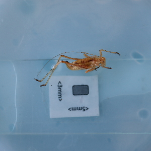  ( - ORTPL1377)  @11 [ ] CreativeCommons Attribution (2024) Dept Invertebrate Zoology and Hydrobiology, University of Lodz University of Lodz