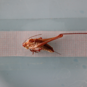  ( - ORTPL1402)  @11 [ ] CreativeCommons Attribution (2024) Dept Invertebrate Zoology and Hydrobiology, University of Lodz University of Lodz