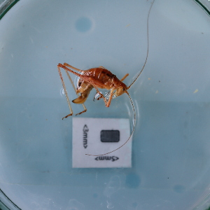  ( - ORTPL1403)  @11 [ ] CreativeCommons Attribution (2024) Dept Invertebrate Zoology and Hydrobiology, University of Lodz University of Lodz
