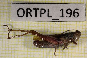  ( - ORTPL_196)  @11 [ ] CreativeCommons Attribution NonCommercial ShareAlike (2021) (2021) University of Lodz University of Lodz