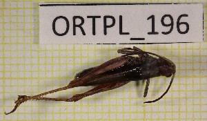  ( - ORTPL_196)  @11 [ ] CreativeCommons Attribution NonCommercial ShareAlike (2021) (2021) University of Lodz University of Lodz