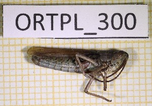  ( - ORTPL_300)  @11 [ ] CreativeCommons Attribution NonCommercial ShareAlike (2021) (2021) University of Lodz University of Lodz