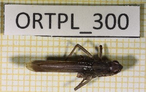  ( - ORTPL_300)  @11 [ ] CreativeCommons Attribution NonCommercial ShareAlike (2021) (2021) University of Lodz University of Lodz