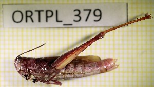  ( - ORTPL_379)  @11 [ ] CreativeCommons Attribution NonCommercial ShareAlike (2021) (2021) University of Lodz University of Lodz