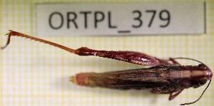  ( - ORTPL_379)  @11 [ ] CreativeCommons Attribution NonCommercial ShareAlike (2021) (2021) University of Lodz University of Lodz