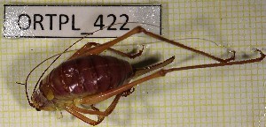  ( - ORTPL_422)  @11 [ ] CreativeCommons Attribution NonCommercial ShareAlike (2021) (2021) University of Lodz University of Lodz